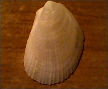 Limide da identificare